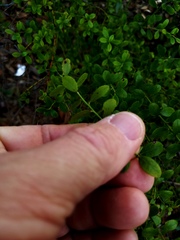 Vaccinium myrsinites