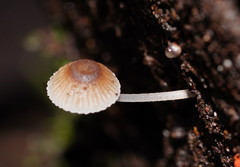 Mycena carmeliana