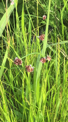 Luzula capitata