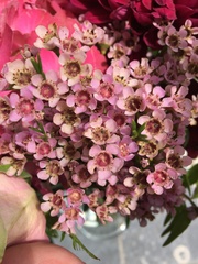 Chamelaucium uncinatum