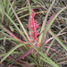 Bromelia arenaria - Photo (c) Breno Farias, algunos derechos reservados (CC BY-NC), subido por Breno Farias
