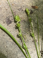 Carex festucacea