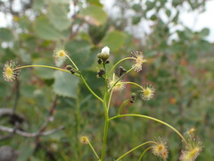Drosera pallida