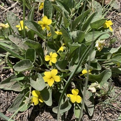 Viola nuttallii