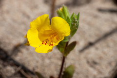 Diplacus vandenbergensis