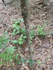 Aralia spinosa image