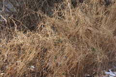 Microstegium vimineum