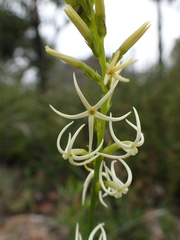 Tripterococcus brunonis