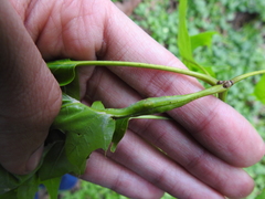 Melikaiella tumifica