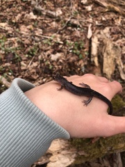 Plethodon montanus