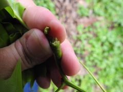 Melikaiella tumifica