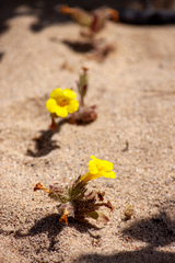 Diplacus vandenbergensis