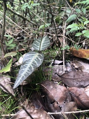 Stigmaphyllon emarginatum