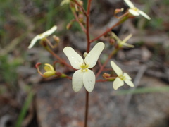 Stylidium hispidum