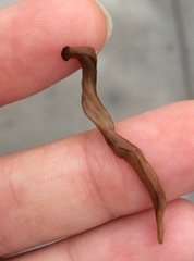 Bipalium adventitium