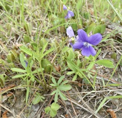 Viola brittoniana