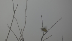 Geothlypis poliocephala