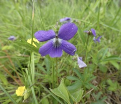 Viola brittoniana