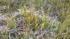 Veronica pauciramosa