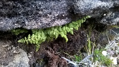 Cystopteris tasmanica