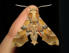 Callionima grisescens