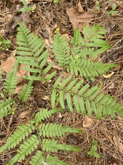 Pteridium caudatum