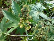 Ricinus communis