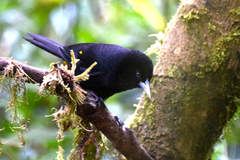 Cacicus chrysonotus