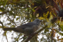 Lipaugus fuscocinereus