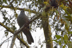 Lipaugus fuscocinereus