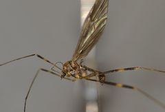 Amphineurus fatuus