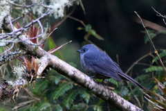 Lipaugus fuscocinereus