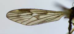 Amphineurus fatuus
