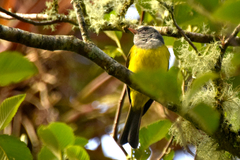 Cnemoscopus rubrirostris