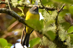 Cnemoscopus rubrirostris