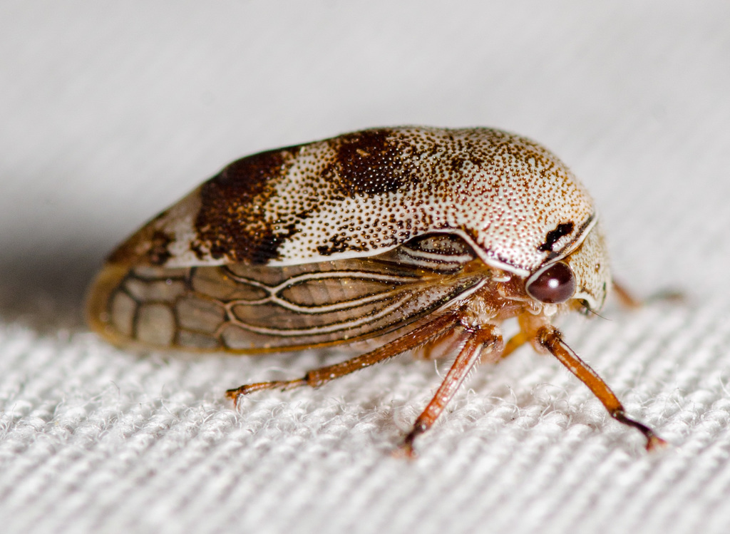 Xantholobus nigrocinctus