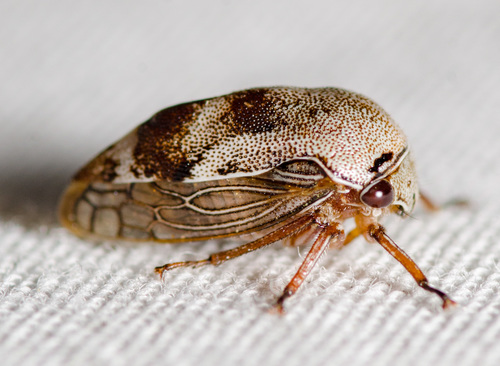 Xantholobus nigrocinctus