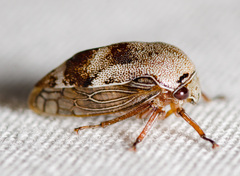 Xantholobus nigrocinctus