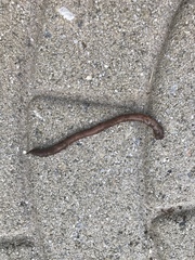 Oligochaeta