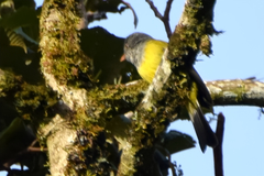 Cnemoscopus rubrirostris