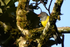 Cnemoscopus rubrirostris