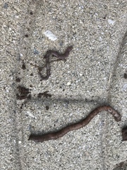 Oligochaeta