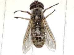 Hamatabanus floridensis