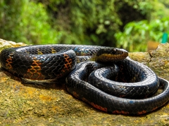 Erythrolamprus epinephalus