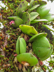 Acianthera cryptantha