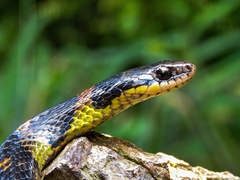 Erythrolamprus epinephalus