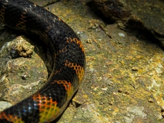 Erythrolamprus epinephalus
