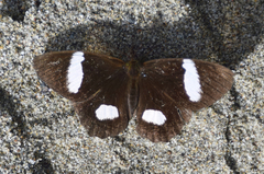 Pedaliodes melaleuca