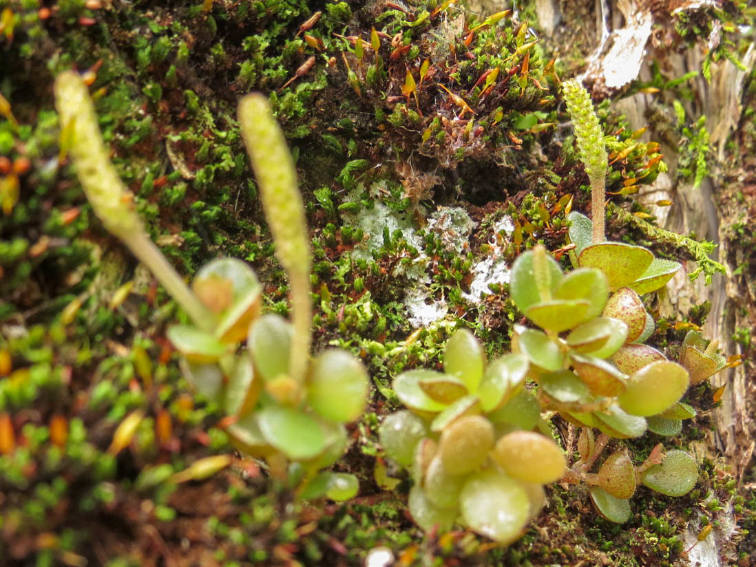Peperomia catharinae
