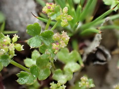 Hydrocotyle callicarpa